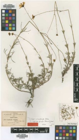 Leptosyne pringlei B.L.Rob. & Greenm. [type]