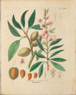 Taf. XXII. Amygdalus communis L.