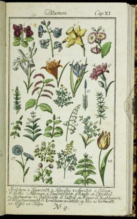 Blumen. Cap. XI.