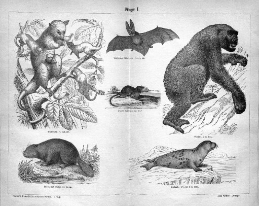 Säuger I.