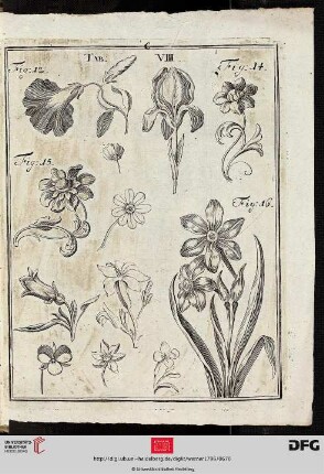Tab. VIII [Blumen]