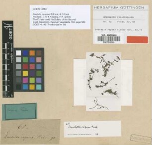 Dentella repens J.R.Forst. & G.Forst. [type]