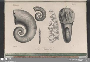 Pl. 115 bis