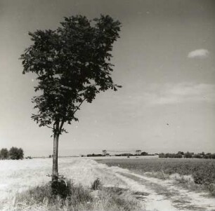 Mecklenburg. Nordostmecklenburgische Niederung. Feldmark mit Kastanie (Aesculus) bei Rostock-Schmarl gegen Kabelkrananlage der Warnowwerft