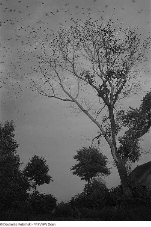 Insel Ummanz. Klein Kubitz, Starenbaum
