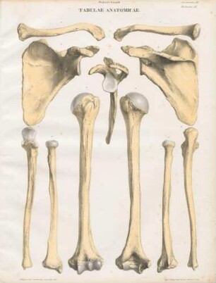 Clavicula sinistra/ Scapula sinistra/ Os humeri sinistrum/ Ulna sinistra/ Radius sinister