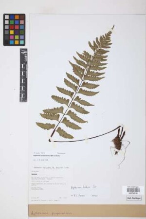 Asplenium purpurascens Mett.