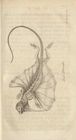 Der Drache
