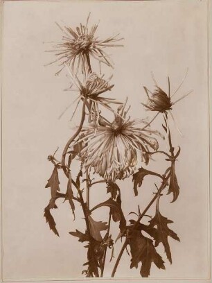 Verwelkte Chrysanthemen