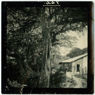 Matapalo-Bäume: Würgefeige (Ficus)