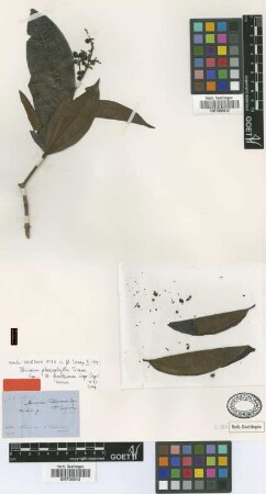 Miconia fendleriana Cogn. [syntype]