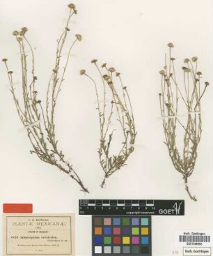 Achaetogeron versicolor Greenm. [type]
