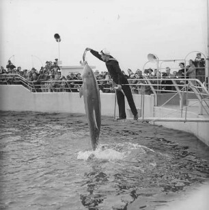 Florida, Marineland of Florida, Delphinshow