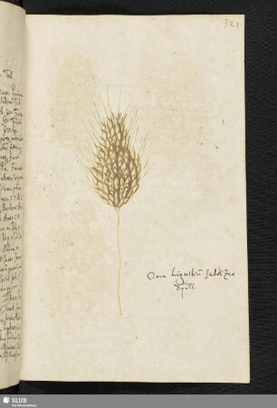 [Blatt 321-340]