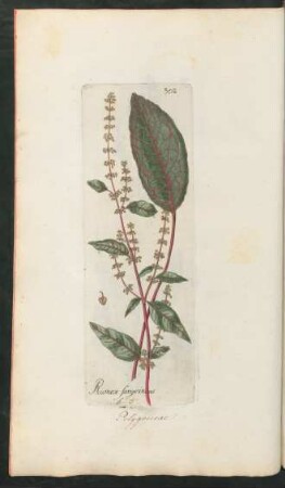 302. Rumex Sanguineus
