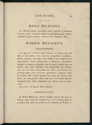 39-40, Rosa Muscosa. Rosier Mousseux.