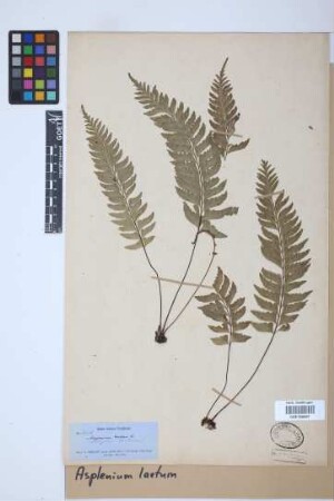Asplenium laetum