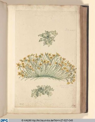 Ruta muraria. | Sedum minus Acteum folio acuto. | Sedum arre.
