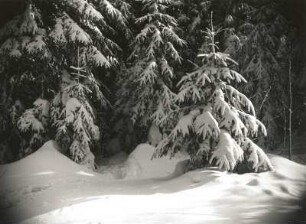 Osterzgebirge. Verschneite Fichten (Picea) an der Straße Schellerhau - Altenberg