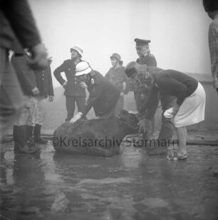 Gut Altfresenburg: Brand des Bullenstalls: Feuerwehrleute und Frau um liegenden jungen Mastbullen: Rauchschwaden: 23.08.1971