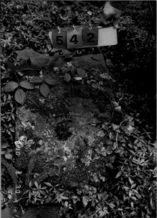 Grabstein 542 (neu: 493-?)
