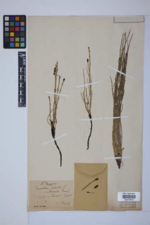 Equisetum palustre L.