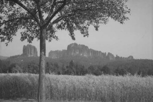 Bad Schandau: Schrammsteine, Vordergrund Baum