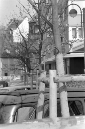Anpflanzung von Bäumen in der Altstadt