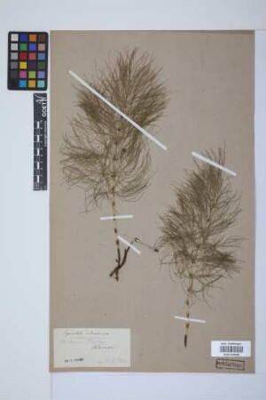 Equisetum sylvaticum L.