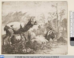 Geschorenes Schaf und liegende Ziege