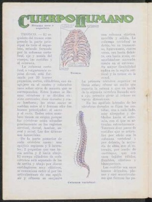 Cuerpo humano