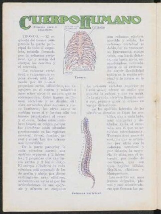 Cuerpo humano