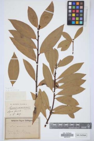Laurus canariensis Webb & Berth.