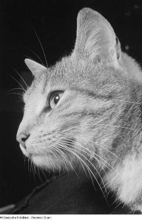 Kopf einer Katze