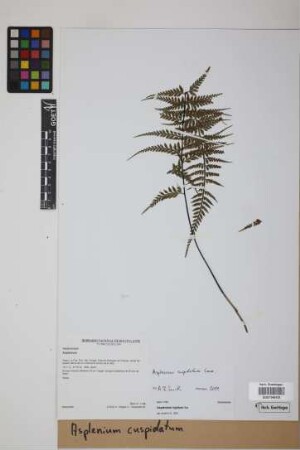 Asplenium cuspidatum Lam.