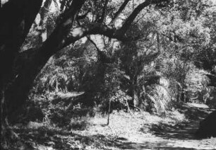 Regenwald : Weg durch den Regenwald zu den Victoriafällen.