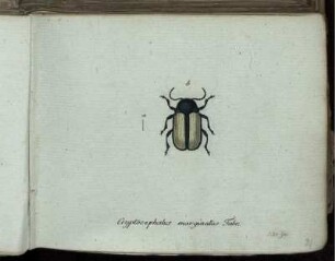 Cryptocephalus marginatus Fabr. [bis] Cryptocephalus bipustulatus Fabr.