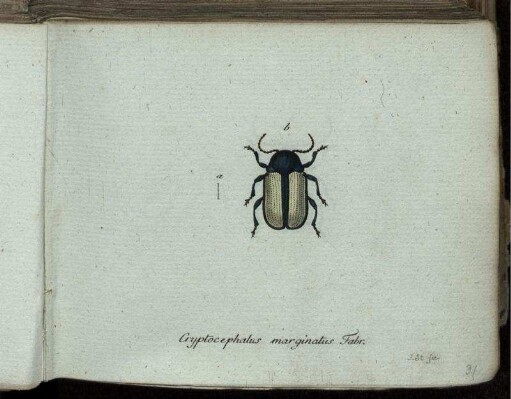 Cryptocephalus marginatus Fabr. [bis] Cryptocephalus bipustulatus Fabr.