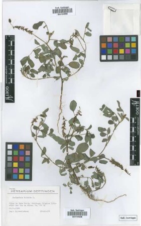 Indigofera hirsuta L.