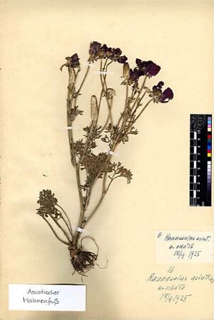 Ranunculaceae Ranunculus asiaticus Linné, Carl von (1707 - 1778) [Wadi scha'eb (Trockental)]