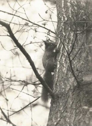 Eichhörnchen (Sciurus vulgaris). Junges, am Stamm kletternd