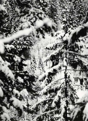 Nadelwald im Winter