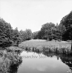 Süderbeste: am Ufer Schilf: dahinter Bäume