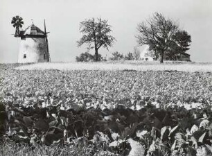 Turm-Windmühle in Kaufbach bei Wilsdruff