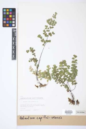 Adiantum capillus-veneris