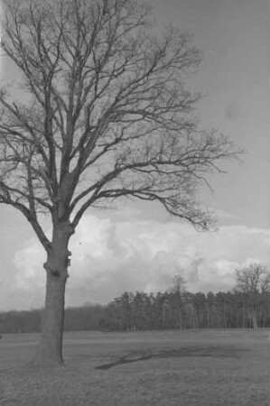 Leipzig: kahler Baum im Vordergrund