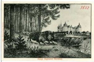 Moritzburg. Jagdschloss mit Wildschweinen