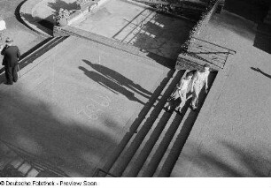 Schatten von Zoobesuchern auf einer Treppe