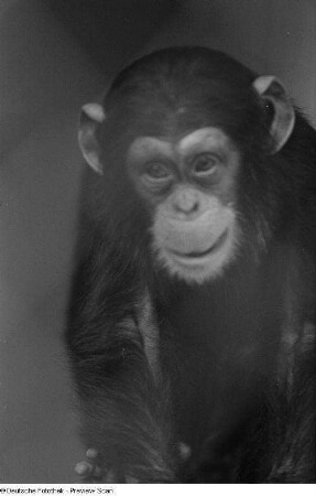 Schimpanse : Schimpanse im Zoo