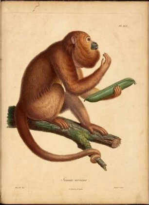 Recueil d'observations de zoologie et d'anatomie comparée T.2